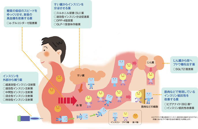 糖尿病内服治療