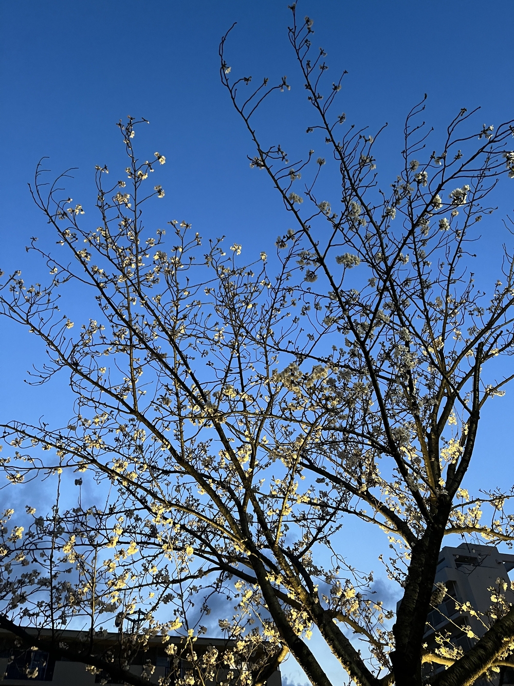 sakura