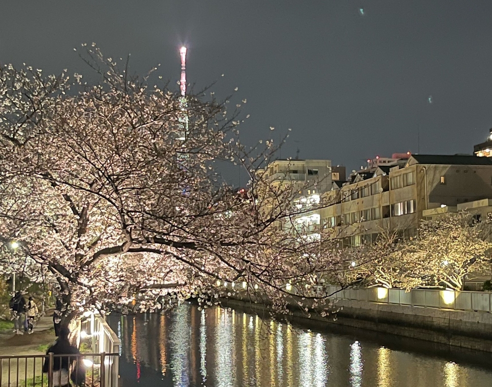 sakurayoru
