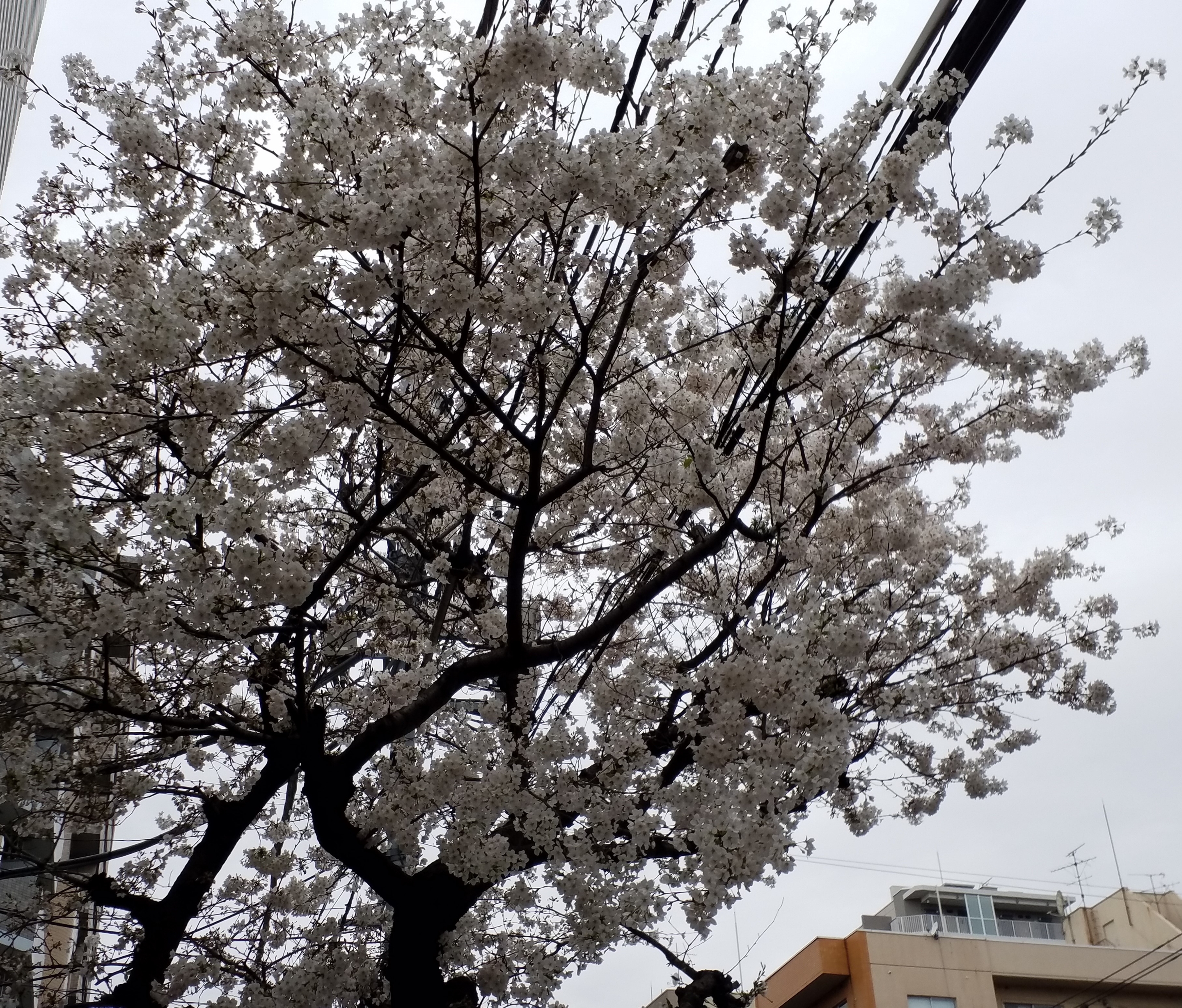 桜